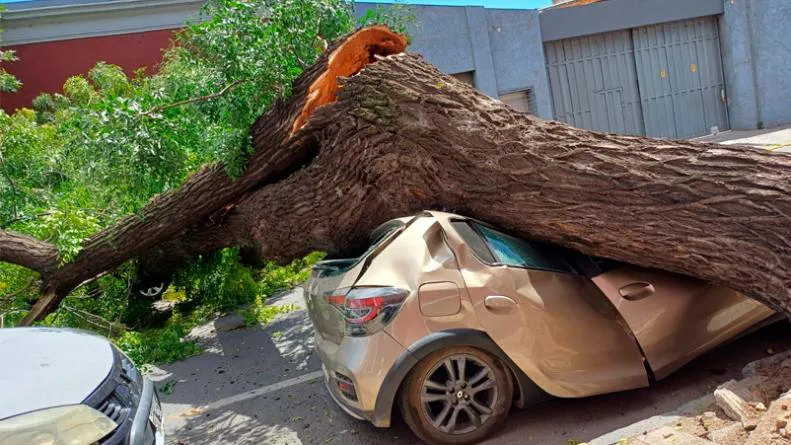 De Repente Un Rbol De Gran Tama O Cay Sobre Un Auto En El Centro De