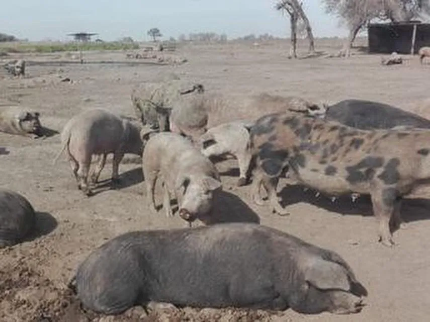 548013522_1412728267529305_4433733623289764258_n