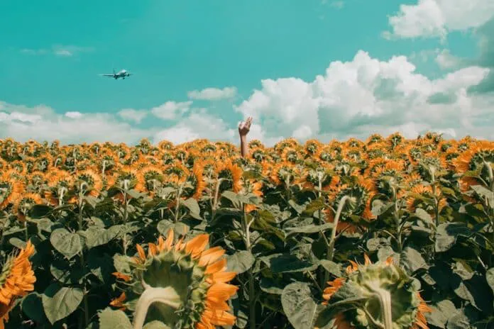Girasol-cosehca--696x464