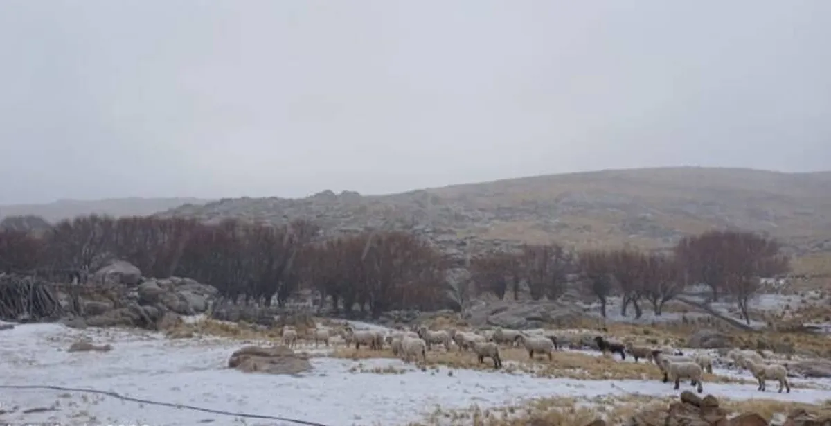 nieve-1