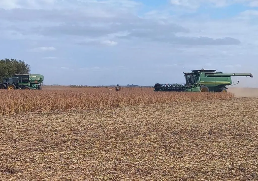 avanza-recoleccion-cosecha-gruesa-buenas-noticias-soja-fuertes-perdidas-maiz-campo-argentina-agro-1716590952774_1024