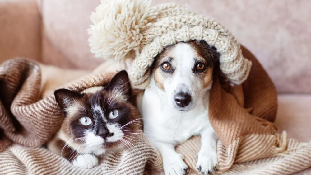 mascotas-en-invierno-2052626
