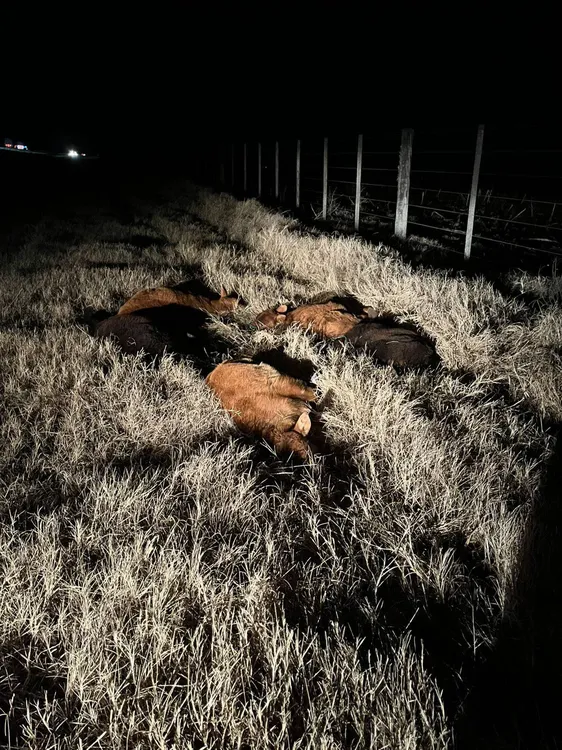 528524524_1365202945043339_2694534872151616482_n