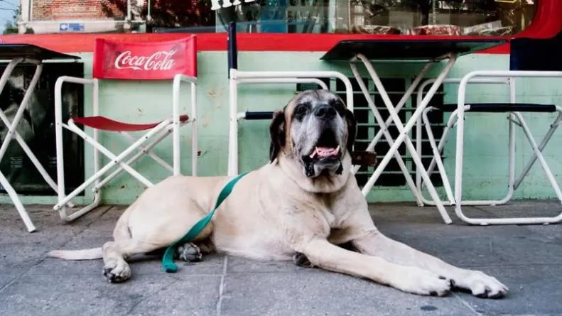 conan-perro-milei